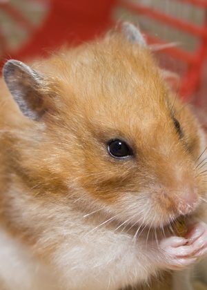 Gerbil